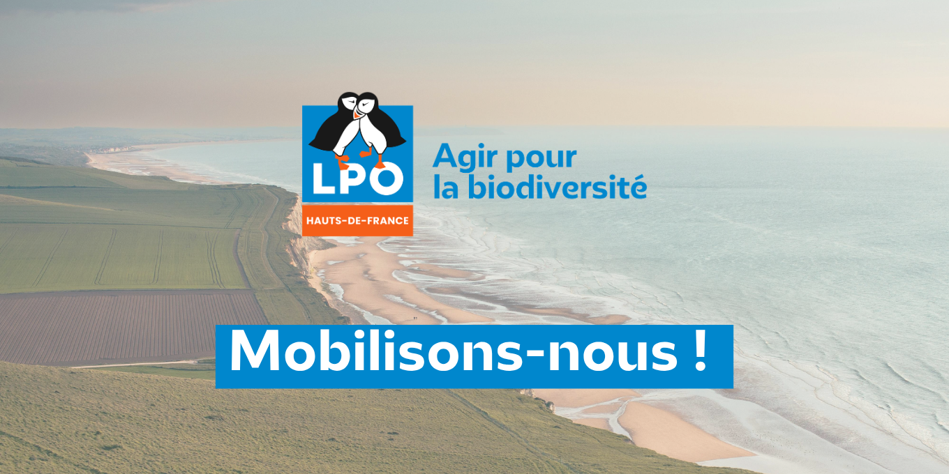 Espèces menacées : vous aussi, soutenez le maintien de la protection du Courlis cendré et de la Barge à queue noire !